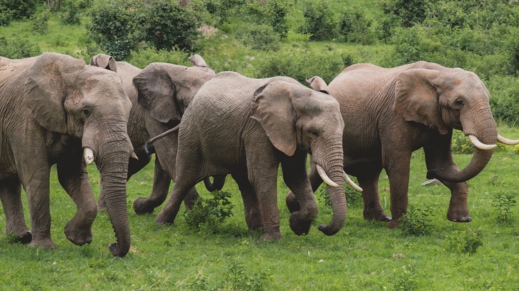 elephants-in-africa